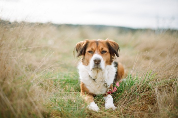 nikon f100 kodak gold 200 film seattle